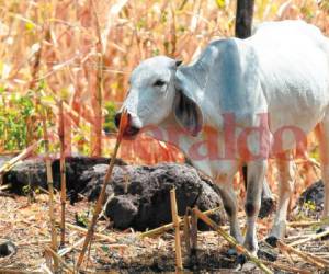 Las vacas se terminaron comiendo las milpas debido a que no hubo producción en el corredor seco. La crisis está comenzando y la comida cada vez es más escasa. Foto: AlexPerez/ EL HERALDO