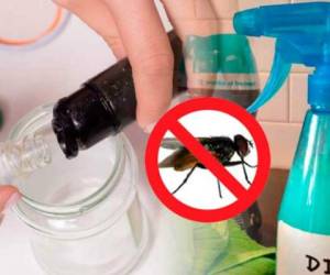 Elimina las moscas de tu hogar para siempre con este truco. Foto Pinterest.