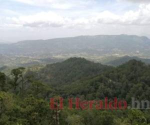 La montaña La Botija tiene una extensión de 191 kilómetros cuadrados, y es parte de la Biosfera de San Marcos de Colón. Foto: El Heraldo