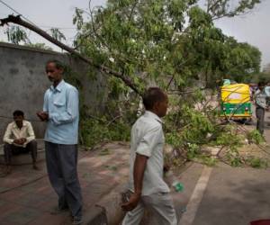 Cientos de árboles caídos es el resultado de las fuertes ráfagas de viento por las tormentas en India. Fotos AP