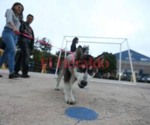 Hondureños llegaron al Instituto San Miguel hasta con sus mascotas.