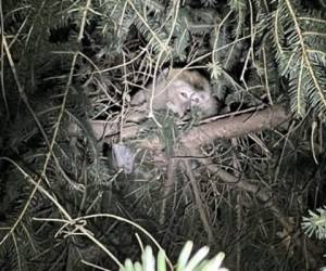 Las autoridades locales no explicaron por qué a los animales se les practicó una eutanasia. FOTO CORTESÍA: Twitter