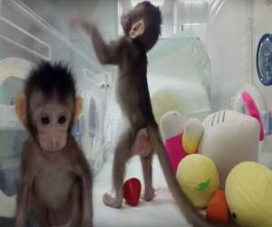El nacimiento de los macacos, hoy de seis y ocho semanas de edad, también plantea cuestiones éticas sobre cuán cerca han llegado los científicos a la clonación de seres humanos. (Foto: Captura de video)
