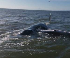 La ballena fue rescatada y guiada hasta las aguas profundas para que retomara su camino.