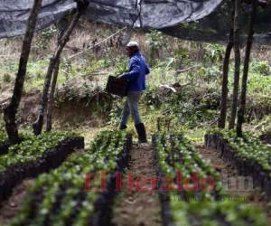 Recientemente, se hizo el lanzamiento de esta iniciativa a la que se llamó Agrocrédito 5.0% a favor del sector agrícola.