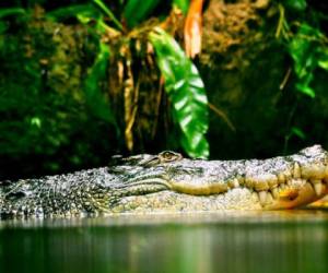 El animal ha mostrado cómo es un 'día cualquiera' en la vida de un reptil. Foto: RT