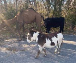 Si no se encuentran a los dueños, los animales “pudieran estar rumbo a una natividad en vivo esta temporada navideña”. Foto: Redes sociales.