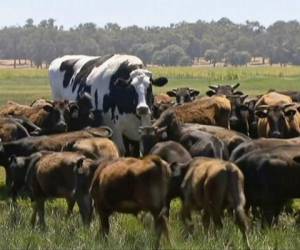 La vaca pertenece al tipo Holstein y mide 1,94 metros (6 pies, 4 pulgadas) y pesa 1,4 toneladas. (Fotos: AP)