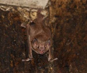 Ante la teoría planteada, los investigadores piensan que los anticuerpos que generan los murciélagos infectados son eficaces para neutralizar el covid-19. Foto: Infobae