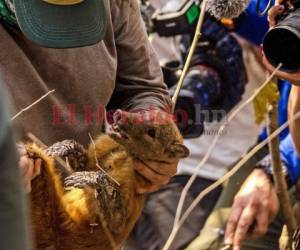 Un mapache es rescatado de un área en llamas de humedales por un grupo de biólogos en los humedales del Pantanal, estado de Mato Grosso, Brasil el 26 de agosto de 2020. Foto: Agencia AFP.