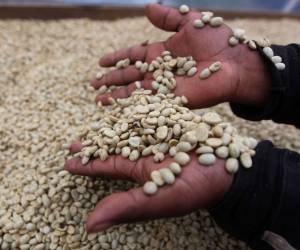 Los productores de café están recibiendo de los exportadores, en la actualidad, 5,270.16 lempiras por quintal.