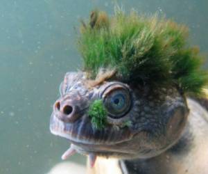 Su extravagante peinado, son algas que le crecen en la cabeza y otras partes del cuerpo, las cuales usan como camuflaje y por las cuales le han apodado la Tortuga Punk. Foto Cortesía The Guardian / Chris Van Wyk/ZSL/PA