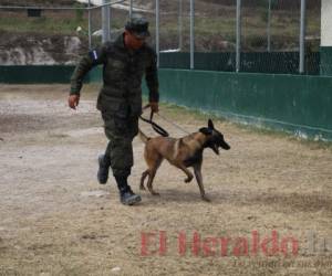 Desde que comienzan a crecer y dejan de ser cachorros son entrenados, buscándoles la especialidad donde pueden rendir mejor. Para realizar una demostración, el can fue llevado a otro sector. (Foto: Eduard Rodríguez/ EL HERALDO).