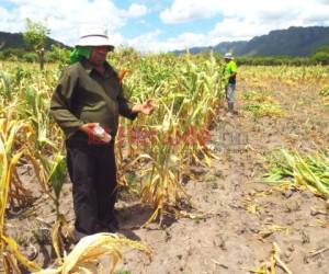 Se reporta un promedio de pérdidas del 60% de la producción de primera. Foto: EL HERALDO