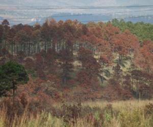 En el valle de Amarateca, el verde se pintó de rojo, el bosque agoniza y el paso del gorgojo no se detiene pese a las intervenciones.