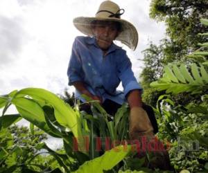 Con todo perdido, los agricultores ven con esperanza las lluvias que están cayendo para volver a sembrar. Foto: David Romero/El Heraldo