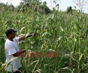 El sector agropecuario genera el 12% del Producto Interno Bruto (PIB) y el 35% de las exportaciones hondureñas, además de ser un rubro fundamental para la seguridad alimentaria del país. Por ello los productores apelan a una revisión de los costos.