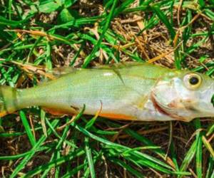 Esta es la fotografía de uno de los peces que cayó en Texarkana y que fue compartida por una página de la ciudad con el texto: “2021 está sacando todos los trucos... incluida la lluvia de peces en Texarkana hoy. Y no, esto no es una broma”.