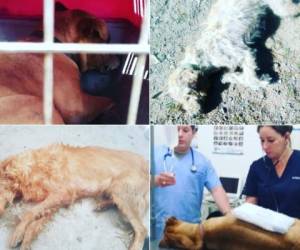 Las imágenes de algunos de los perros que murieron o resultaron afectados por comer alimentos envenenados.
