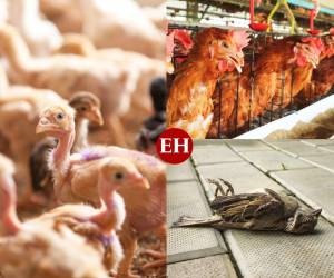 La gripe aviar H3N8 ha causado incertidumbre en las últimas horas tras darse a conocer el contagio de un niño en China, siendo esta la primera vez que se produce un contagio humano. A continuación lo que sabemos al respecto. ¡Mucha atención!