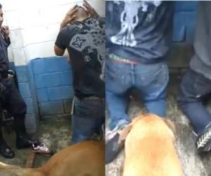 El perro mordía sin cesar a uno de los jóvenes mientras otro le ponía una pistola eléctrica a los otros en la cabeza.