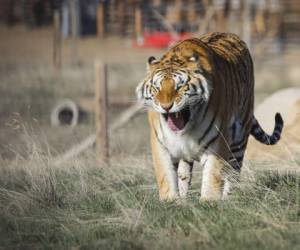 La tigresa malaya de cuatro años llamada Nadia, junto con su hermana Azul, dos tigres de Amur y tres leones africanos desarrollaron tos seca y se espera que se recuperen por completo, dijo el zoo en un comunicado.