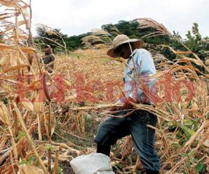 En el corredor seco se predió el 80% de la producción debido a la canícula. Foto: EL HERALDO