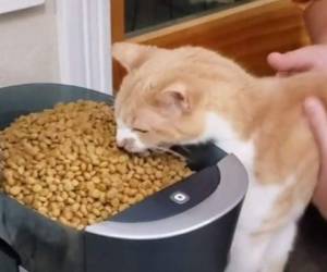 Incluso el felino está dispuesto a sacar las uñas y los colmillos con tal de hacerse con un poco de comida. Foto: Tiktok.