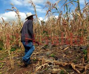 Las zonas afectadas del corredor seco hay 41 municipios en los que hay sequía severa mientras en 117 más las pérdidas pueden considerarse entre leves y moderadas. Foto: Alex Pérez/EL HERALDO