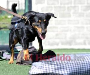 Ranger realizó una serie de entrenamientos en el Batallón Canino y buscó en maletas la droga oculta. Fotos: Marvin Salgado / EL HERALDO.