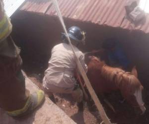 Un miembro del Cuerpo de Bomberos de Honduras coloca el arnés al caballo para sacarlos del hoyo en el que estaba metido.