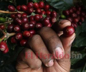 Por cada 100 dólares en concepto de exportaciones de Honduras, el café contribuye con alrededor de $25. FOTO: Archivo EL HERALDO