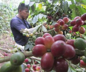 Autoridades del Ihcafé prevén que en cuatro semanas estarán listos los fondos para que los productores puedan fertilizar las fincas. Foto: Emilio Flores/EL HERALDO