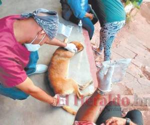 Uno de los recientes rescates fue a un perro envenenado en la salida al oriente. También los rescatan para que sean adoptados. Foto: El Heraldo