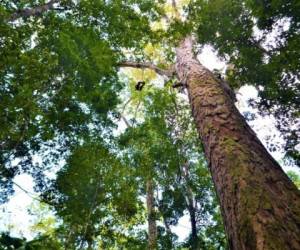 El árbol es un Angelim rojo (Dinizia excelsa). Foto: Rafael Aleixo/Gobierno del estado de Amapá.