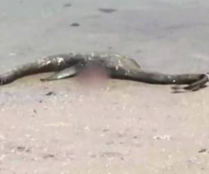 La criatura grisácea de silueta alargada y con una sola aleta estaba en la orilla de una playa de Georgia, EE.UU.