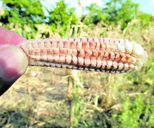 En varias zonas del país, los cultivos de maíz se perdieron.