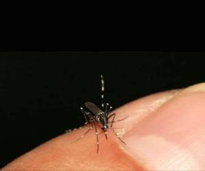 El mosquito Aedes Aegypti puede transmitir el dengue y la chikungunya.