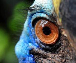 El casuario es considerada el ave más peligrosa del mundo por sus poderosas garras. Un pájaro gigante como este fue el que mató a su dueño en Estados Unidos. Foto: AFP