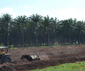 El aceite de palma africana es el tercer rubro generador de divisas para la economía hondureña, únicamente superado por el café y por el banano.