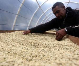 La caída del precio internacional del café tendrá un fuerte impacto en la economía hondureña.