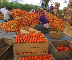 La caja de tomate de 50 libras cuesta 700 lempiras.