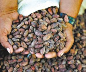 El cacao alcanza un precio de 4,000 dólares por tonelada. (Foto: El Heraldo Honduras)
