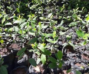 Los arbustos de supuesta cocaína tenían una altura aproximada de 30 a 80 centímetros.