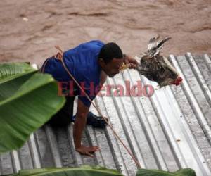Este hondureño no lo pensó dos veces y saltó al río por sus gallinas. Fotos: Emilio Flores/EL HERALDO