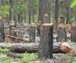 La tala ilegal de pinos se registra de manera constante en varias zonas del Panacoma. (Foto: El Heraldo Honduras)