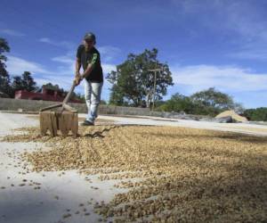 El secado de los granos de café es uno de los procesos que se realizan previo a llevar el producto a los beneficios.