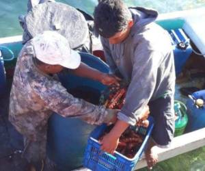 Un buzo hondureño murió mientras realizaba labores de pesca ilegal de pepino de mar, cerca de las costas de Nicaragua. Foto: Cortesía Hoy.com.ni