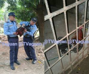 Los oficiales incautaron al gallo y lo encerraron en las bartolinas de la posta policial.