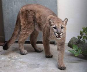 Sasha fue transportada al santuario de animales de Turpentine Creek en Arkansas, que se ocupa de grandes felinos descuidados. FOTO: AFP